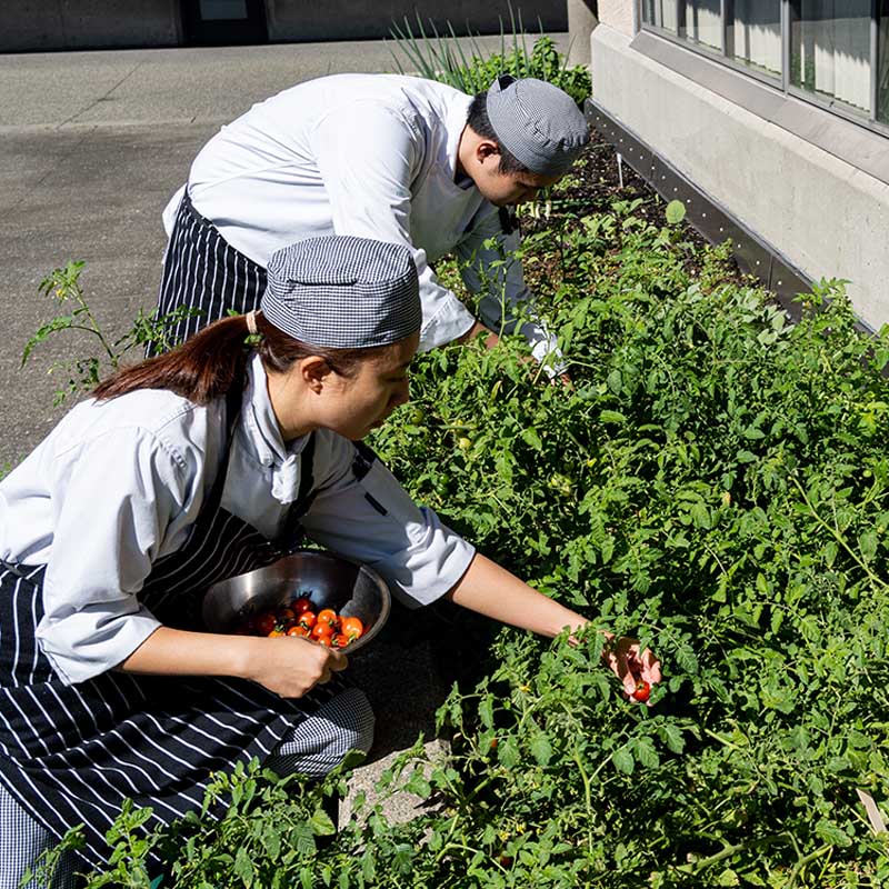 student chefs cutting herbs from the Ƶgarden
